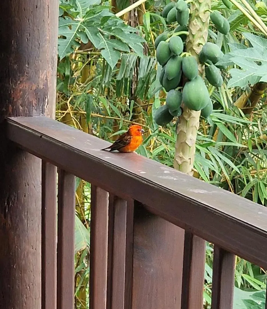 A Peace In Paradise Anse Royale Chalet